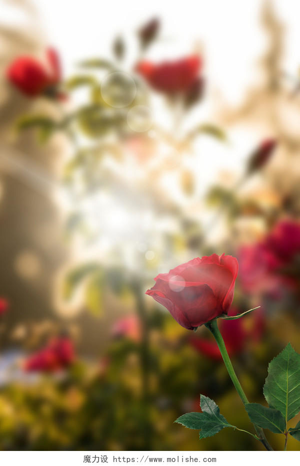 情人节玫瑰花唯美玫瑰花园展板背景